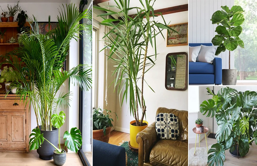 Indoor Palms to Decorate