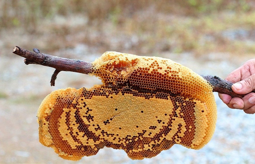 Bee Hive Removal in Brisbane