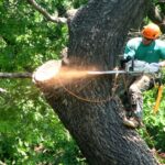 tree service jobs