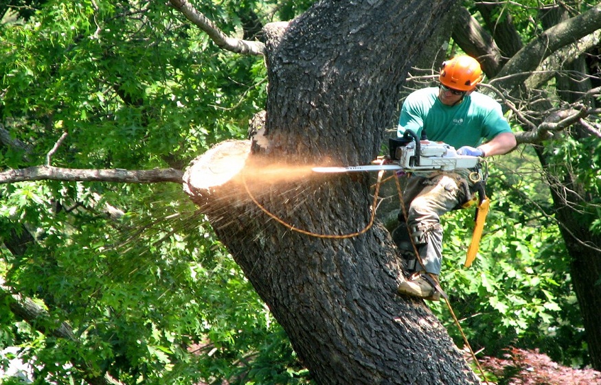 tree service jobs